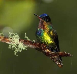 Fiery-throated Hummingbird (Panterpe insignis). ©Jesper Sonne