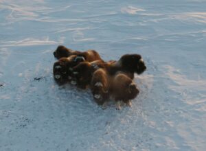 Muskox seen from a survey plane in the central Kivalliq region. Image Credit: Mitch Campbell