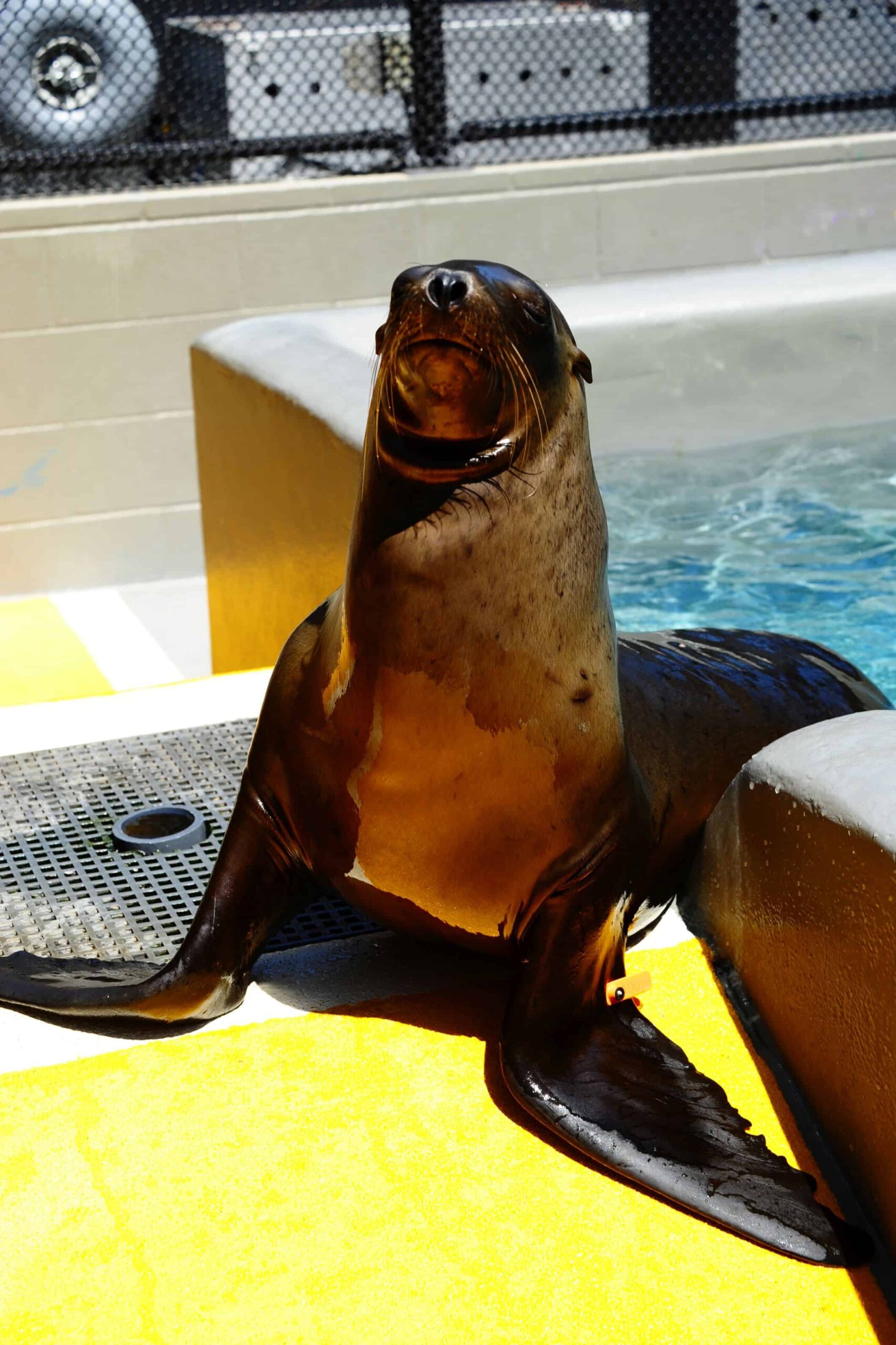A sea lion at a rehabilitation center. Image courtesy of The Marine Mammal Center, Sausalito