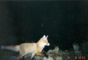 Red fox in Kyrgyzstan. ©Kyle McCarthy