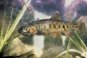 Cuttthroat Trout. ©USGS