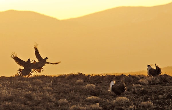 Greater sage-grouse. ©USGS