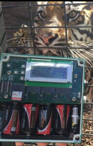 A tiger at Topeka Zoo with a recorder. Image Credit: Emily Ferlemann