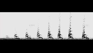 A spectrogram from Raven Pro showing a full sound make by a female tiger. Image Credit: The Prusten Project