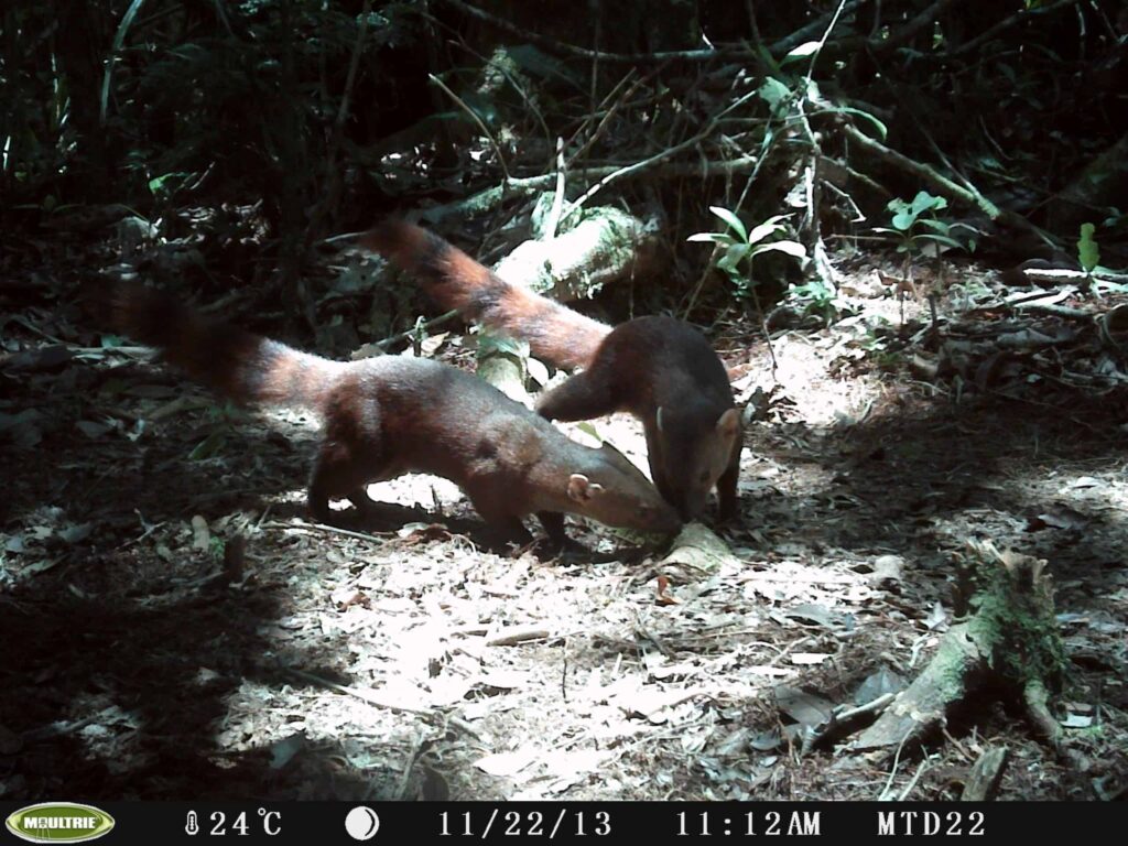 Conservation - wildcam lemurs - 1
