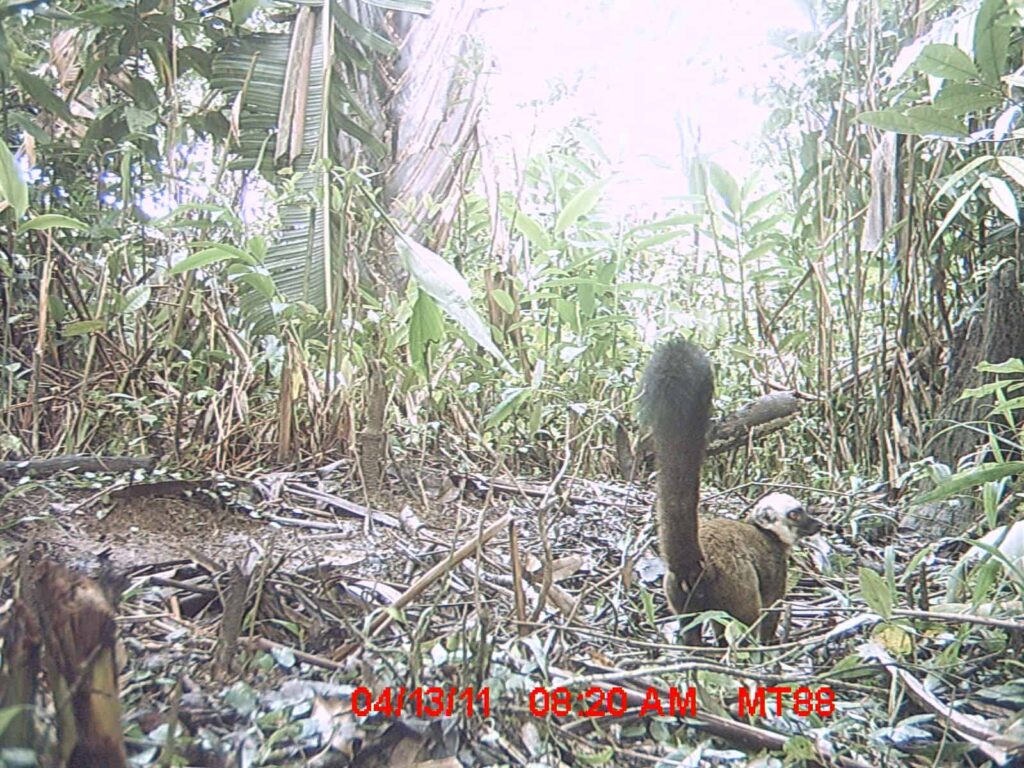 Conservation - wildcam lemurs - 7