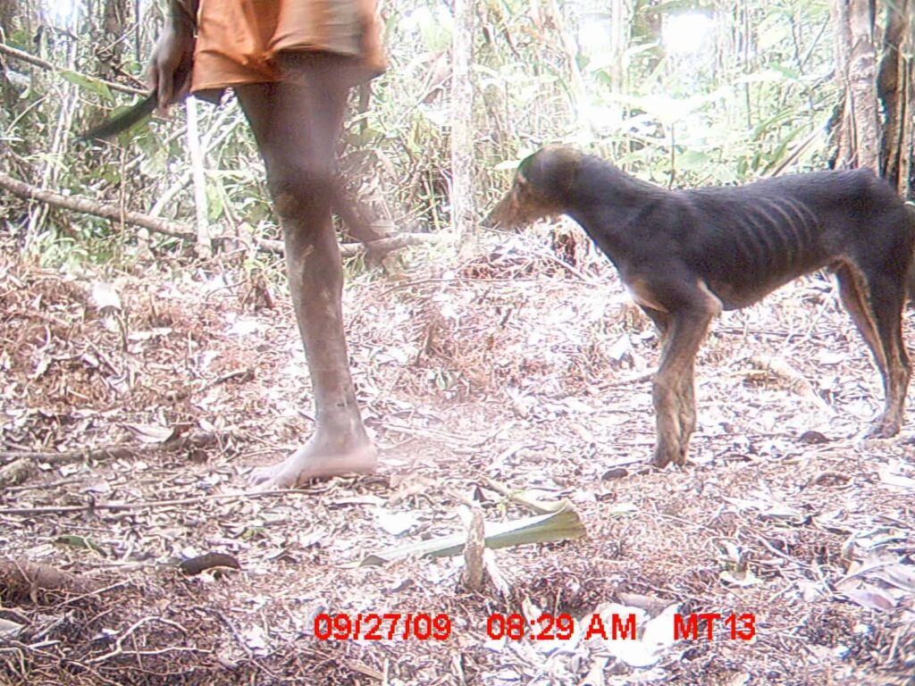 Conservation - wildcam lemurs - 8