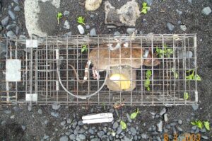 Caught like a rat in a trap. Researchers found the rats ate plant matter for most of the year, only splurging on animal prey when amphipods appeared on the shores due to kelp in the late summer and fall. Image Credit: Carolyn Kurle