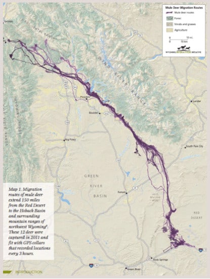 A project led by TWS Member Hall Sawyer documented a 150-mile migration that mule deer undertake every year in Wyoming. ©Wyoming Migration Initiative