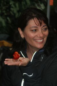 A Hawaiian forest bird called an I’iwi