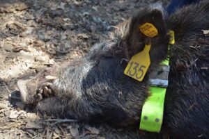 Feral swine being radio-collared prior to release.