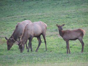 Del Val Elk