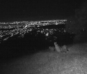 A puma family looks out over San Jose, Calif., in 2013. New research shows that pumas alter their diets to live near humans. ©Christopher Fust