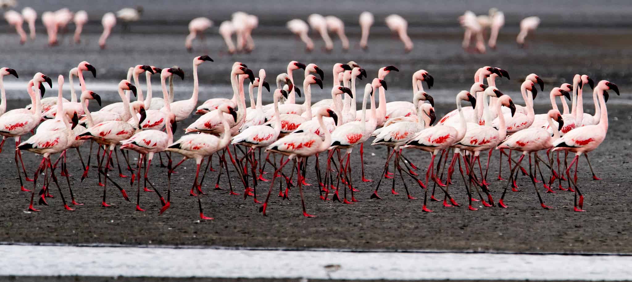 Flamingo adaptions allow for survival skills - The Wildlife Society
