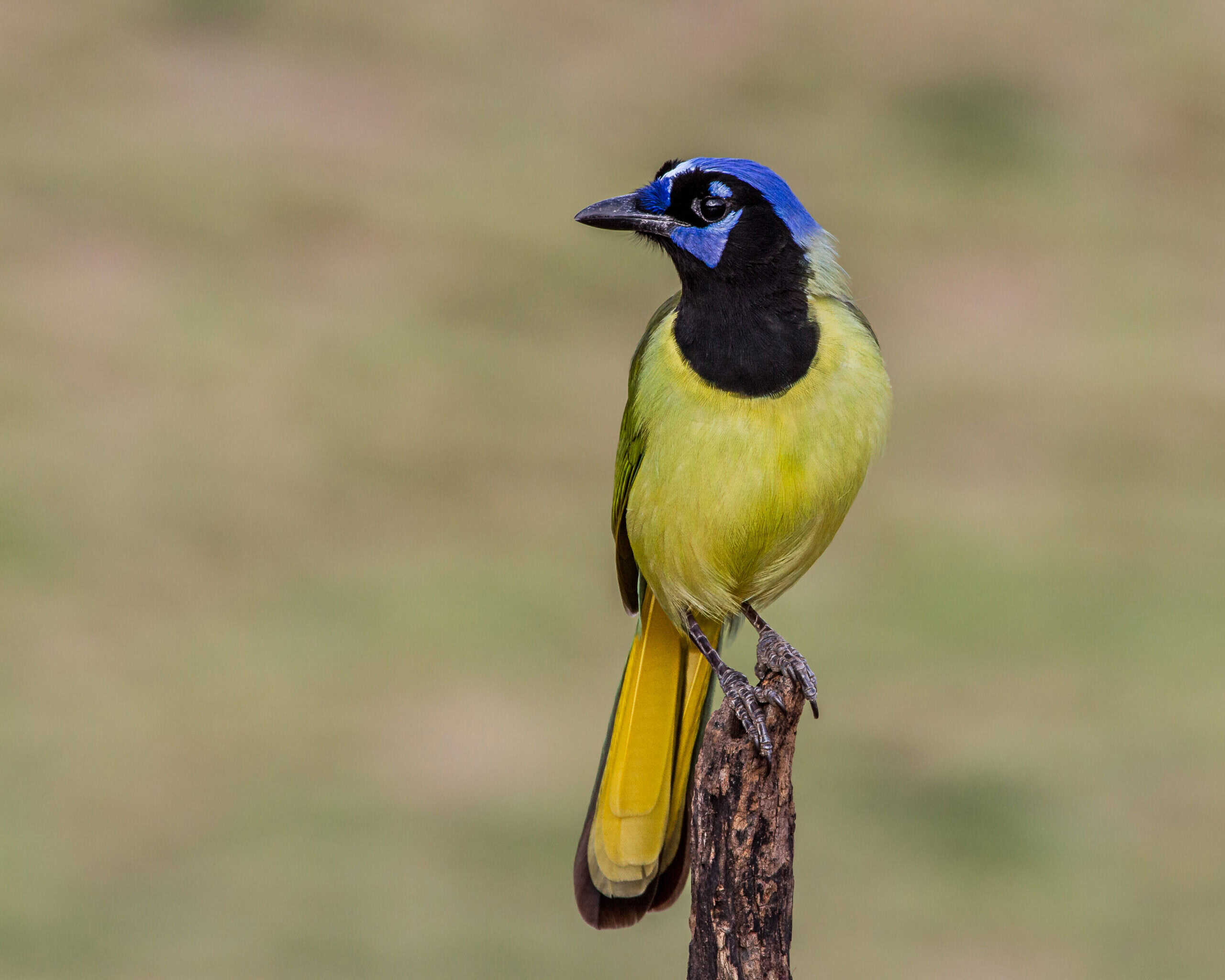 Love is blind … and crosses species? - The Wildlife Society