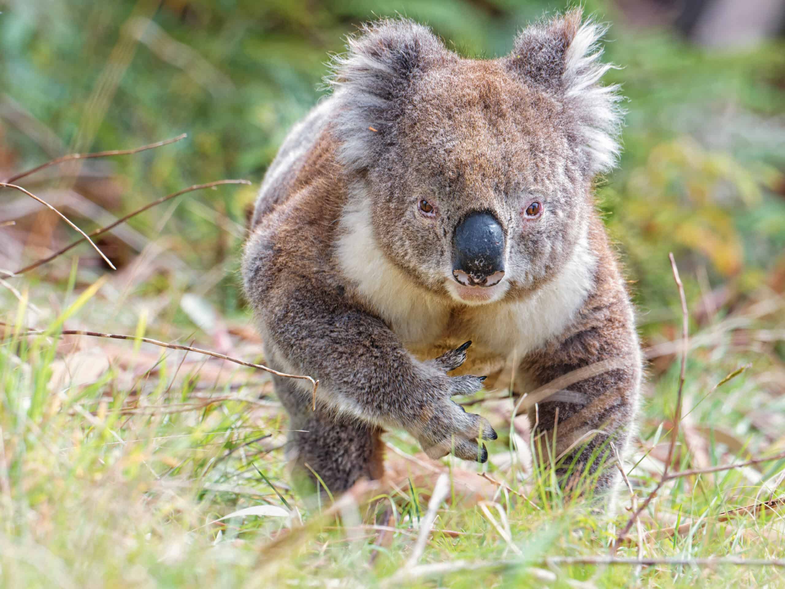 Staying grounded means death for koalas - The Wildlife Society