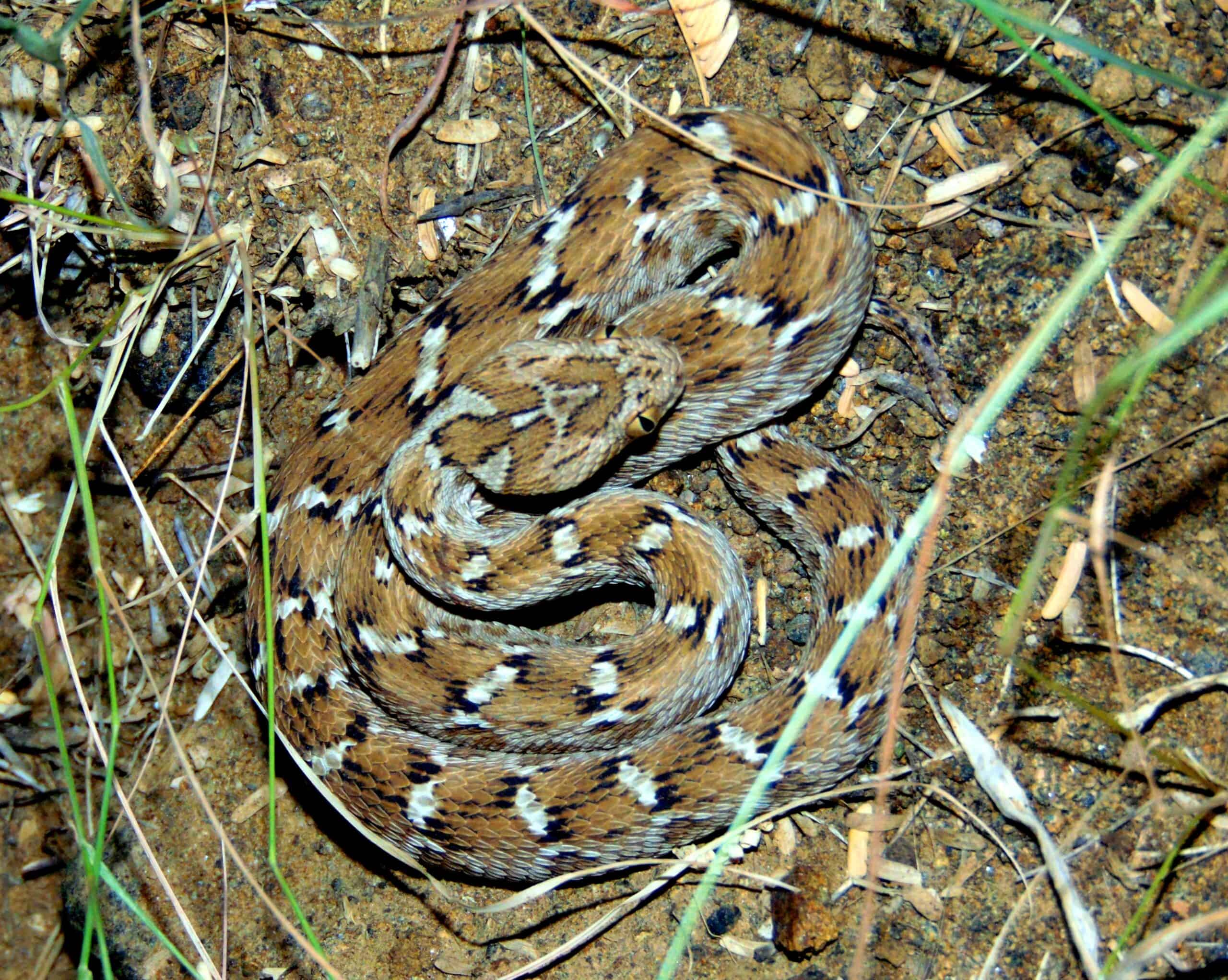 Climate change bites for snakes - The Wildlife Society