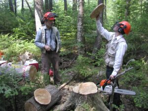 Researcher Phil Hofmeyer studies the historical growth patterns of white-cedar in central and northern Maine. Tree ring chronologies show that white-cedar are slow-starting in shaded conditions, but that they can survive for hundreds of years. Deer often browse the trees before they become saplings, leaving few to mature. Image Credit: Laura Kenefic