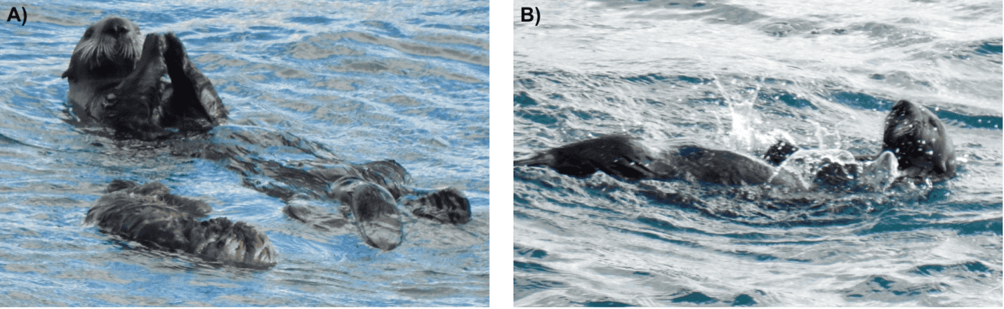 Photo of playful otters swimming and floating in water, emphasizing marine wildlife and conservation efforts.