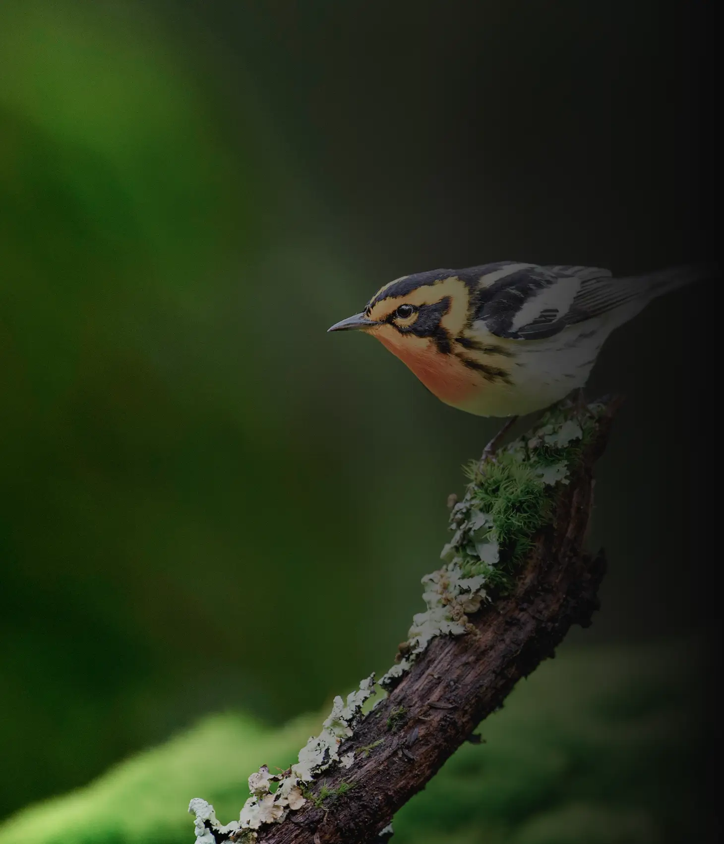 Blackburnian warbler perched on a moss-covered branch in a forest, highlighting colorful songbirds, woodland habitats, and avian biodiversity.