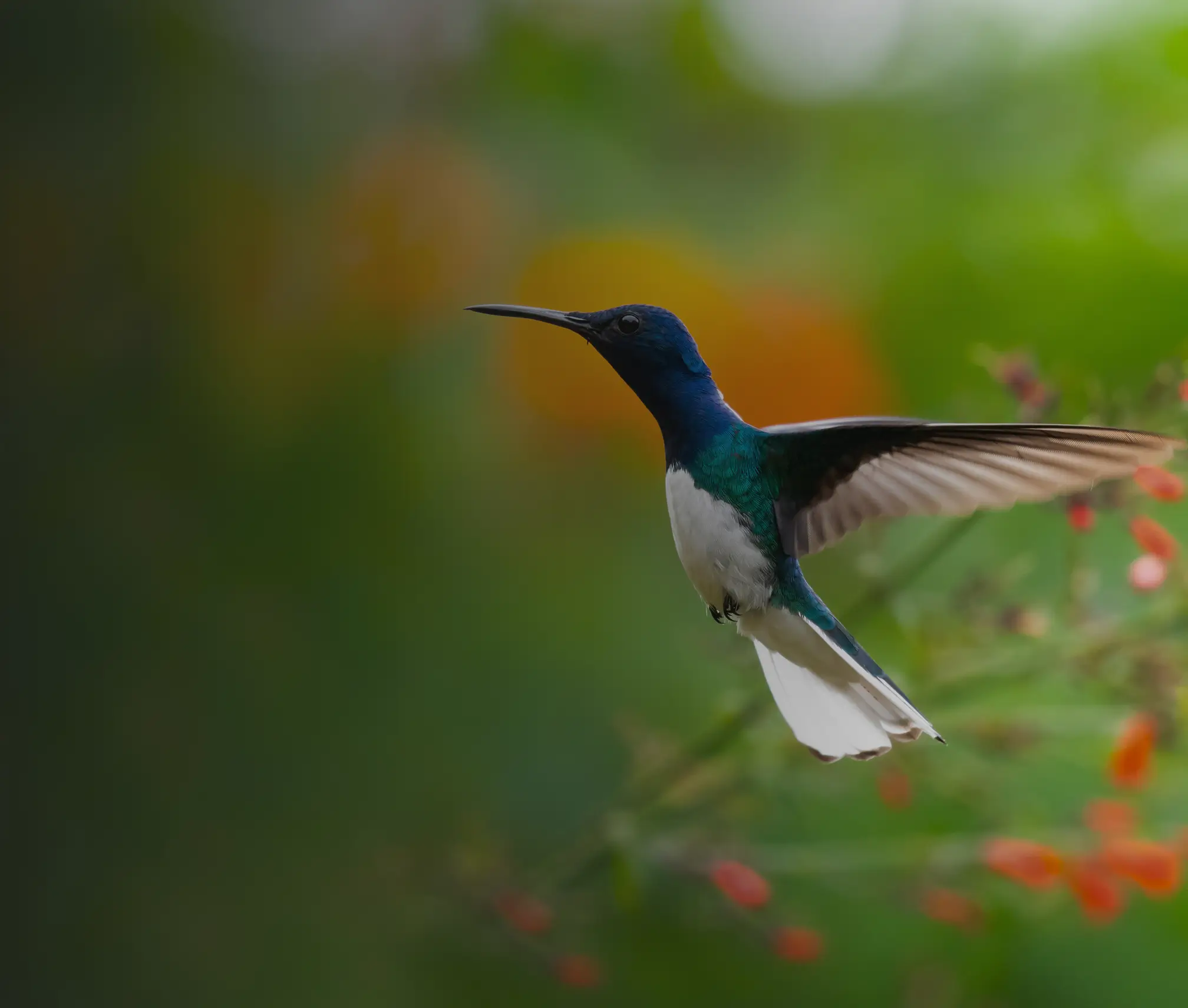 White-necked jacobin hummingbird hovering mid-air near red tropical flowers with a soft green background.