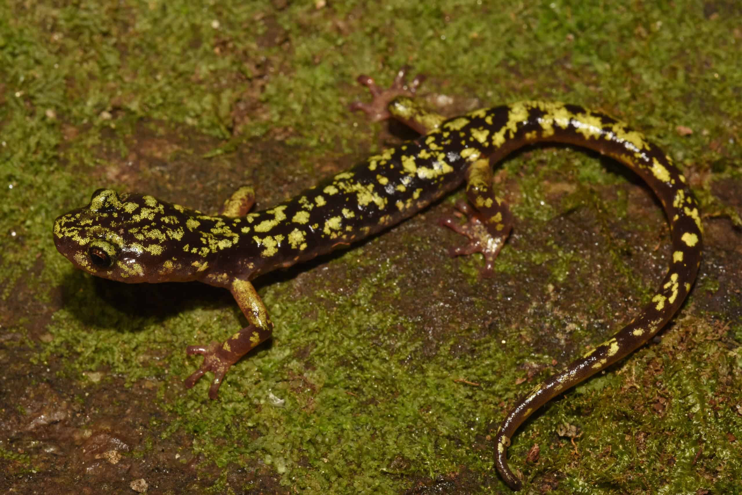 Wild Cam: Rescuing salamanders from hurricane destruction - The