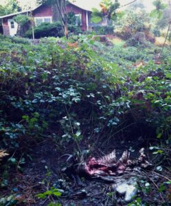 The remains of a deer killed by a puma lie within sight of a house in Felton, Calif. in 2014. ©Justine Smith