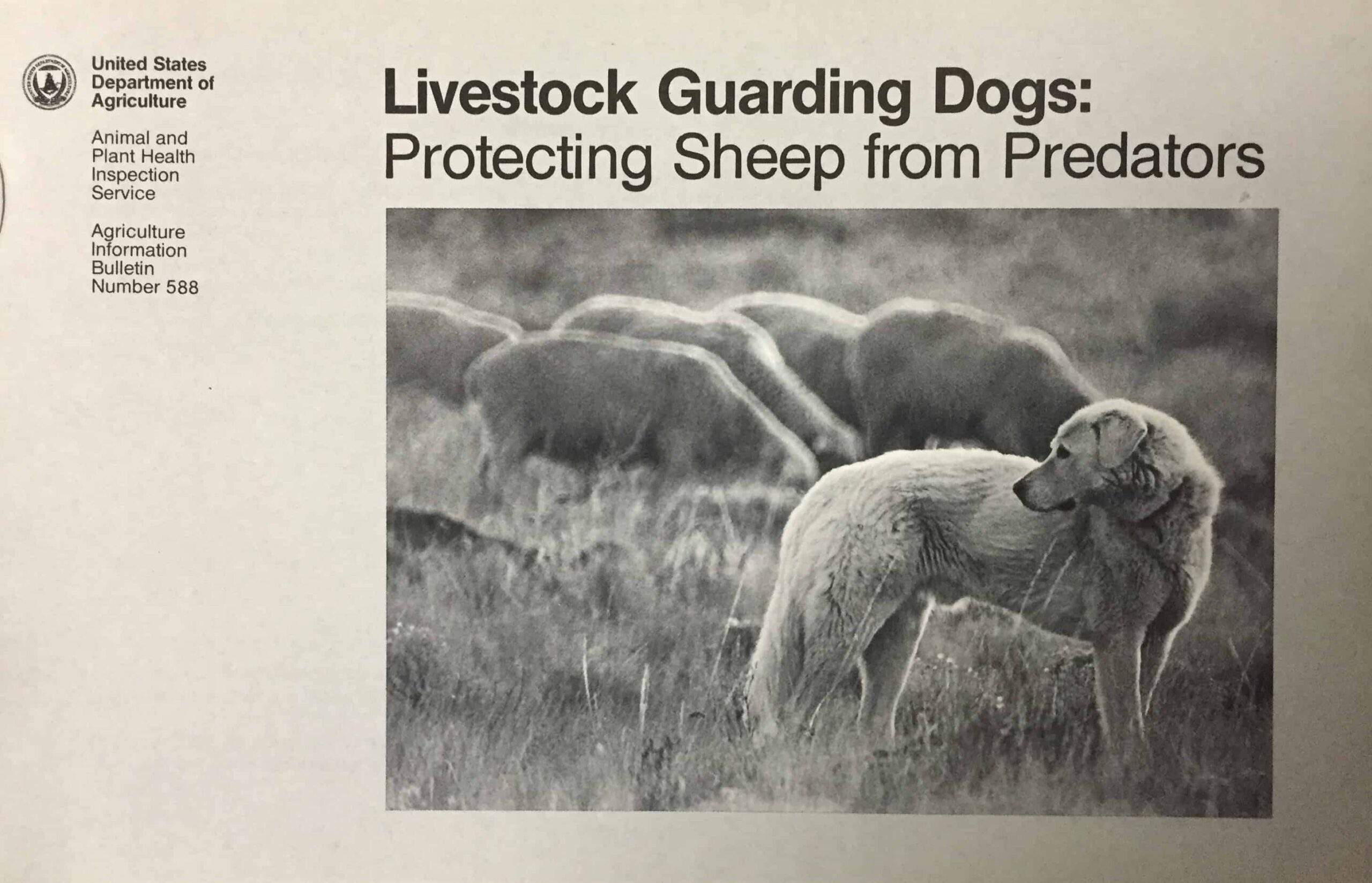 This 1990 USDA publication offered guidance on selecting, training and managing livestock protection dogs as “a full-time member of the flock” that could act independently of people. ©USDA files 