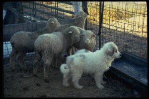 Livestock protection dogs are socialized early with the animals they will guard so that they will relate to the flock rather than to humans. ©USDA Wildlife Services 