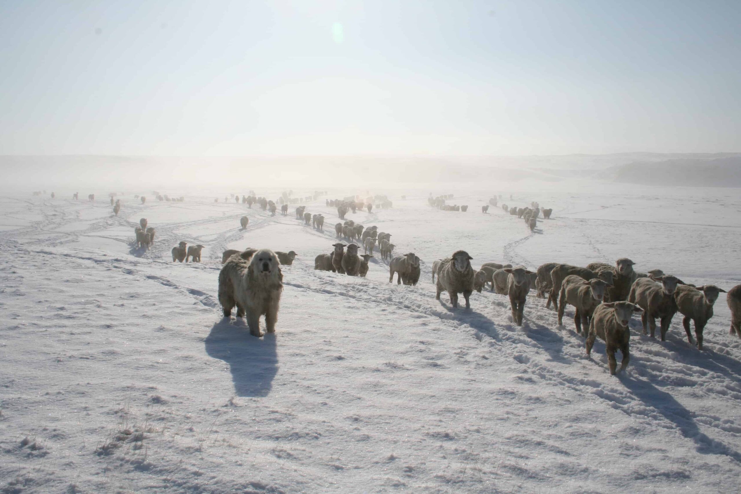 Larger breeds of dogs are needed to protect sheep from attacks by wolves and bears. This Great Pyrenees dog lives with and guards a Montana sheep flock from predators year round. ©Jack McRae 