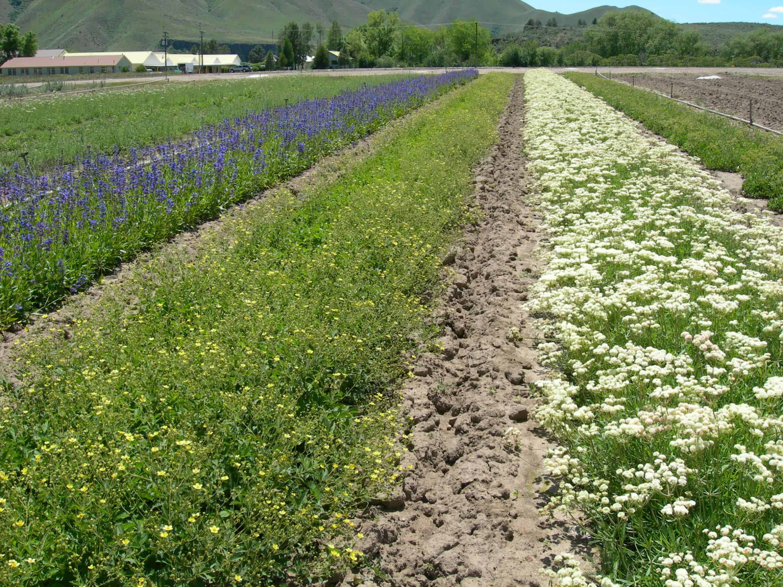 Although many species of forbs, such as Utah sweetvetch are already in production, reliable methods are needed to economically produce a broader suite of sage brush species with appropriate genetics to meet restoration objectives. ©Matt Fisk, USFS