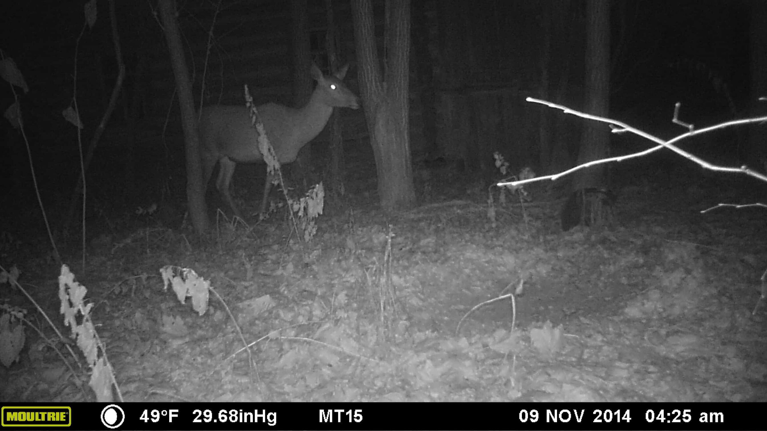 Red Deer. ©National Geographic/Jim Beasley/Sarah Webster