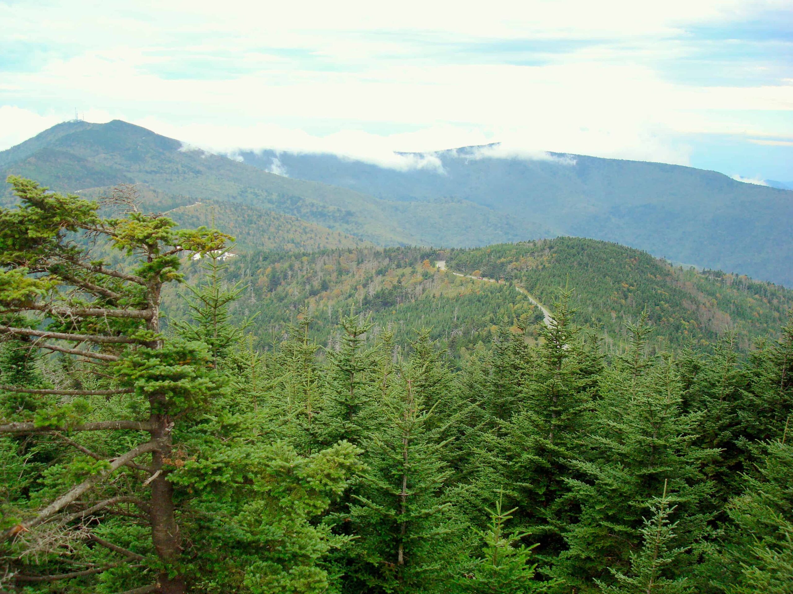 High-elevation, spruce-fir forest at Mount Mitchell State Park, North Carolina. ©Lori Williams