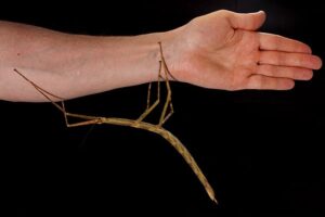 Walking stick insect