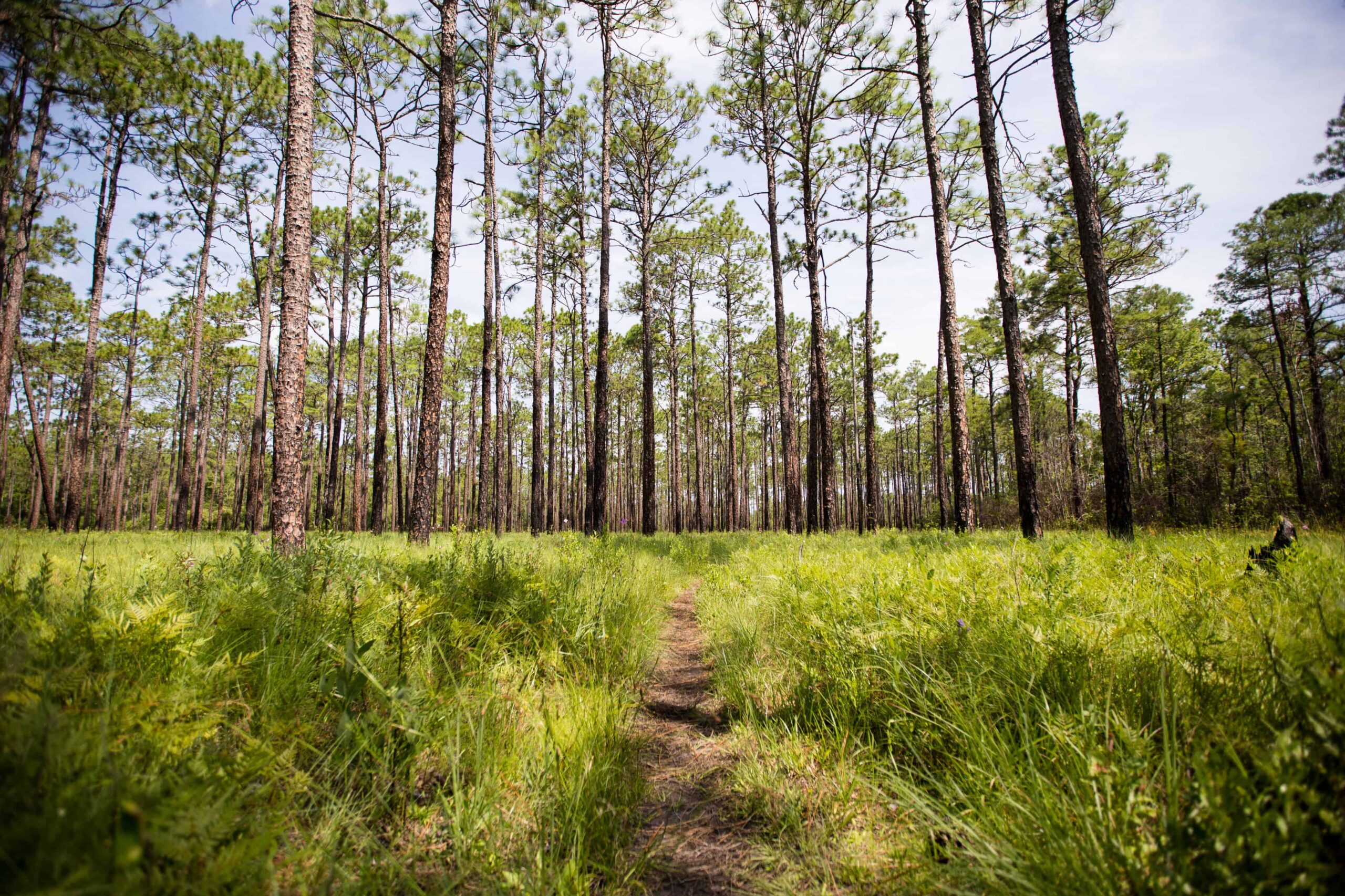 ©Corinne Wilson (The Green Swamp Preserve)