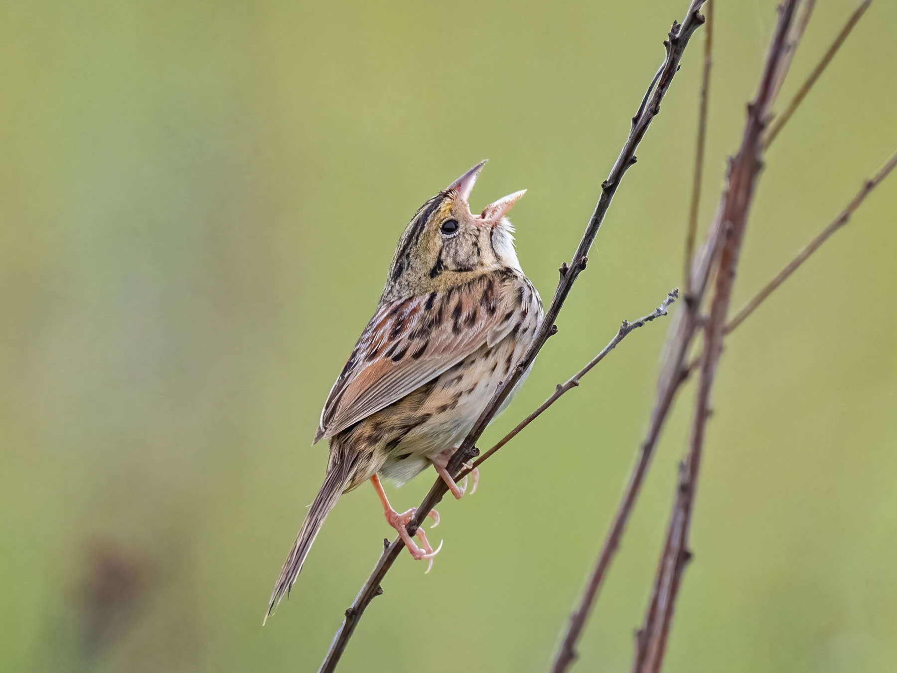 The February issue of the Journal of Wildlife Management is now ...