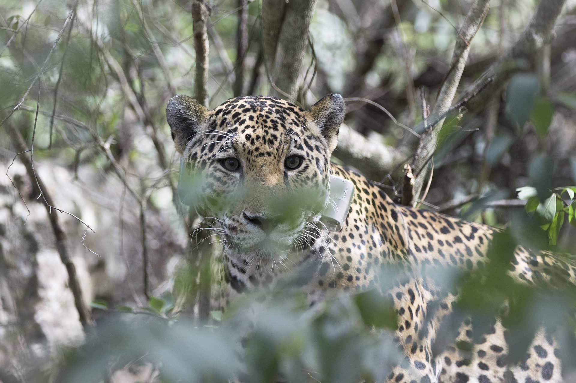 Wild Cam: Jaguar Predation on Livestock Limited in NE Mexico