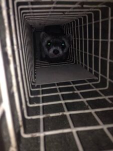 Image Credit: Emily Ferlemann