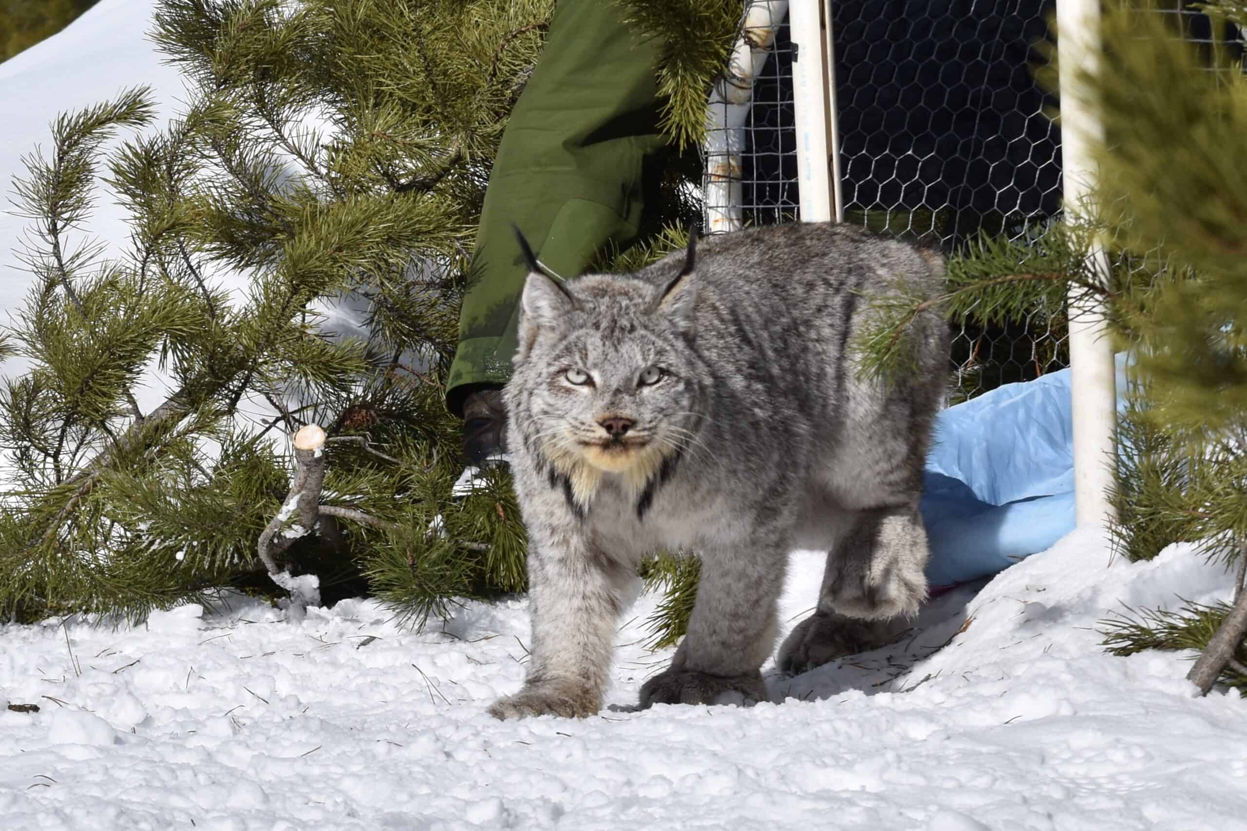 TWS2022: Canada lynx tolerate beetle kill forests - The Wildlife