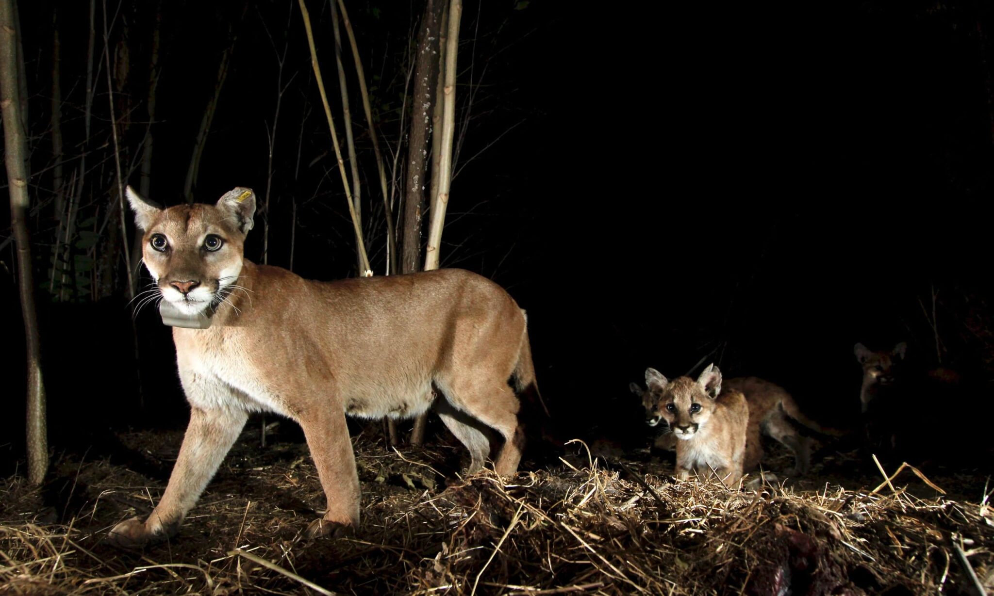 Mountain Lions Change Timing of Activity in Response to Recreation