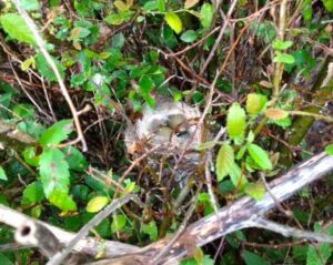 Researchers looked for nests containing  cowbird eggs in shrub habitat.  ©Jenny Foggia