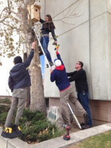 University of Utah students Colter Dye, Jennifer Bridgeman and Matthew Melgaard work with John Estheimer, University of Utah’s arborist, to install a kestrel nest box on campus. Image courtesy of Amy Sibul.