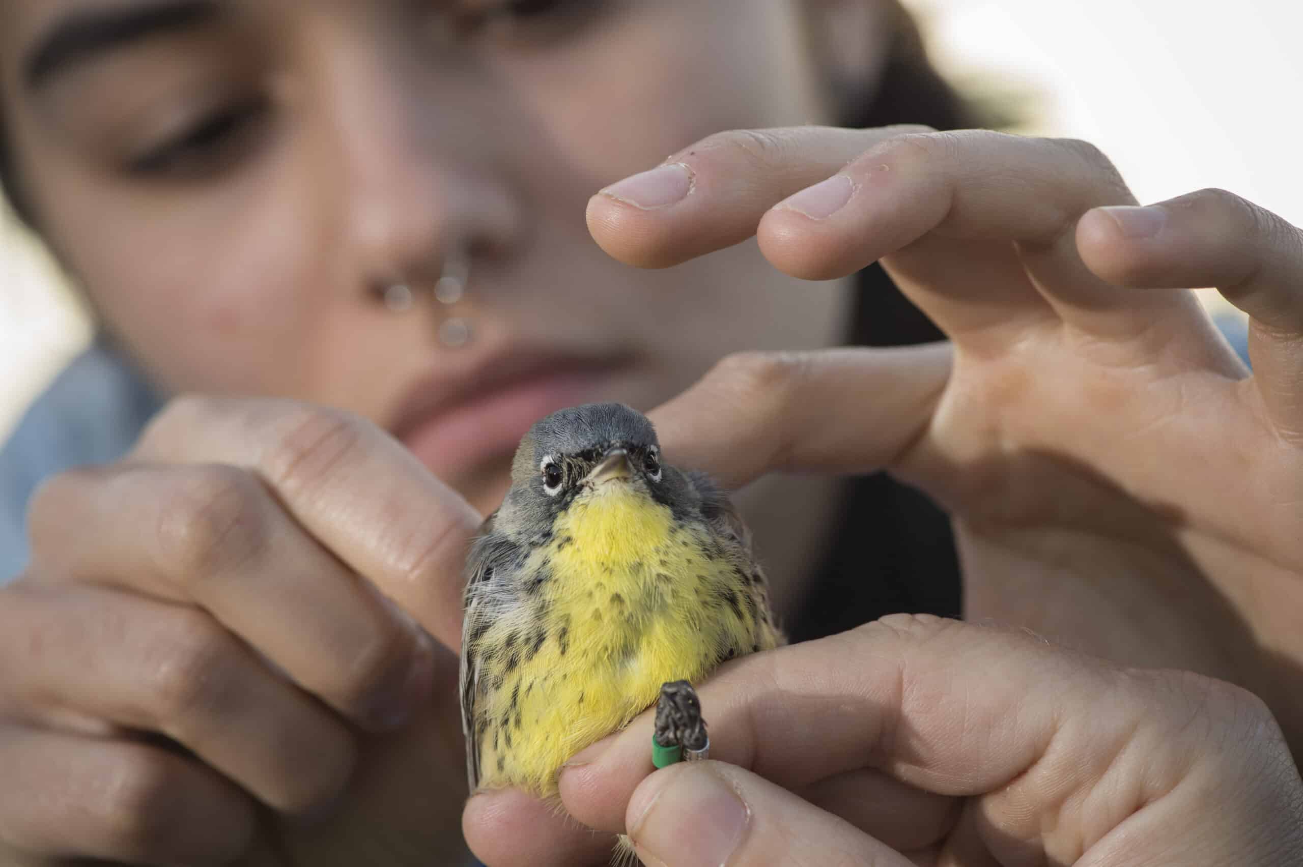 Dusk seems to trigger birds' nighttime migrations - The Wildlife