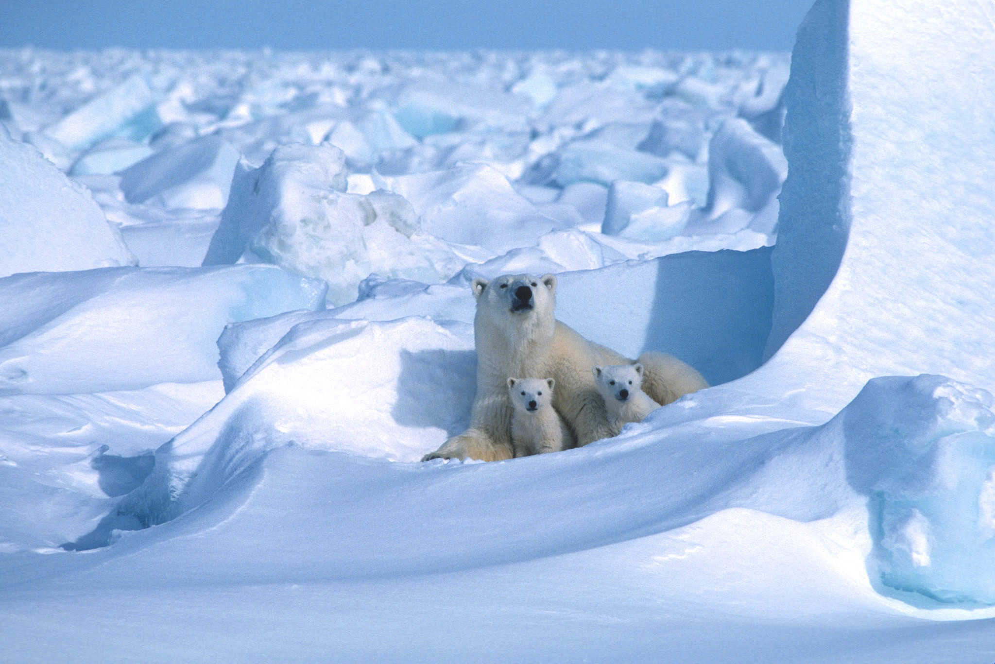 Wild Cam: Dens crucial for polar bear survival - The Wildlife Society
