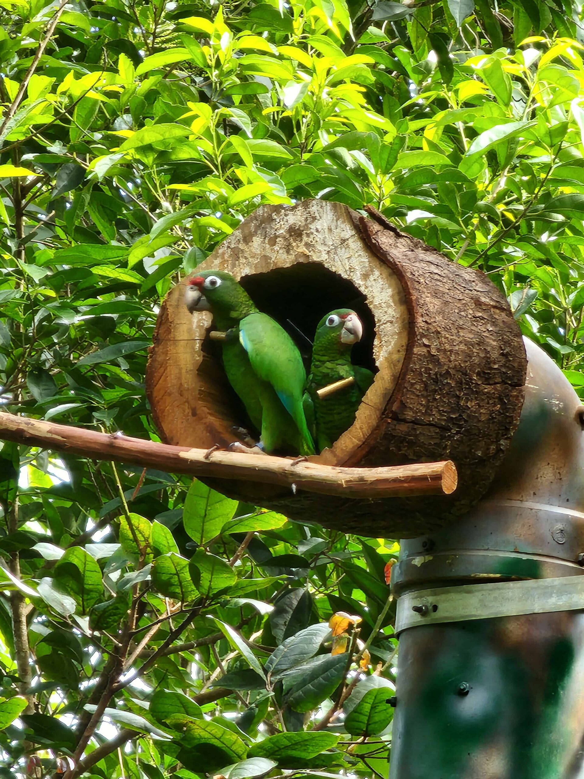 Two Puerto Rico parrots sit inside of a nest box. 