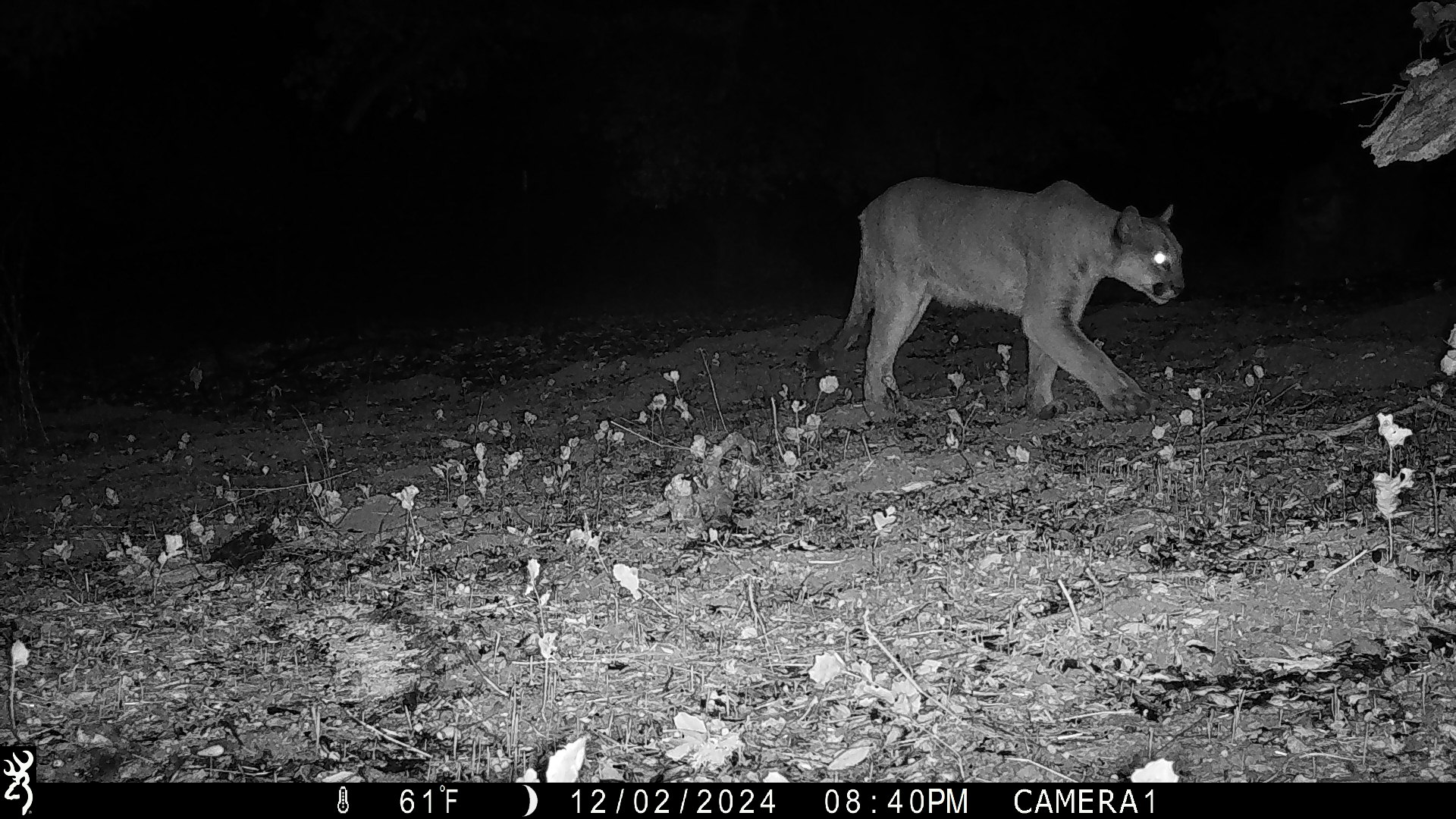 Impact of prescribed burns on large mammal and bird populations