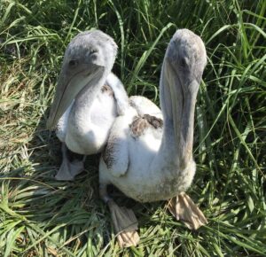 Image Credit: USDA Wildlife Services