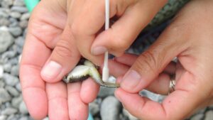An adult volunteer holds a frog while a young Ecoclub member swabs its skin to test for chytrid fungus. ©Ecoclub families and staff