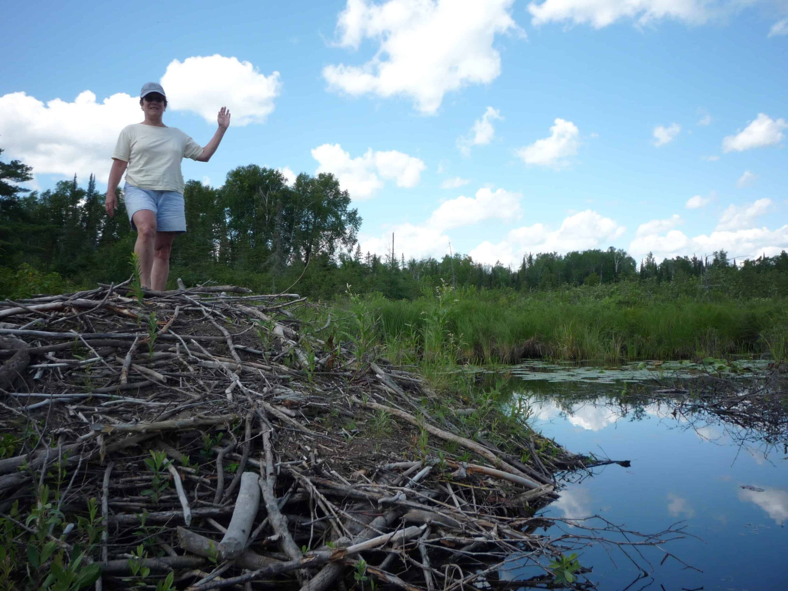 Carol Johnston stands on top of a beaver lodge in northern Minnesota. Image Courtesy: Carol Johnston