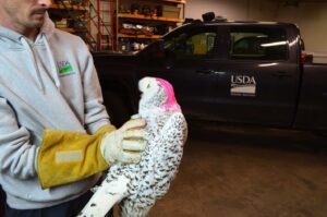 ©USDA Wildlife Services